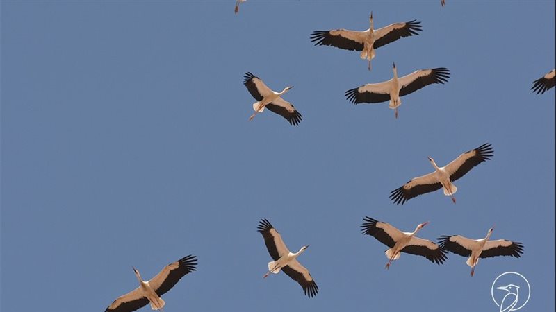 الطيور الحوامة