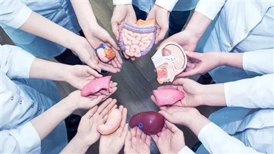 هل وصية التبرع بالأعضاء بعد الوفاة تحتاج للتوثيق بالشهر العقاري؟ الصحة توضح