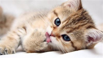 تفسير حلم قتل القط في المنام وعلاقته بالخيانة والخسة والحقد والمكر