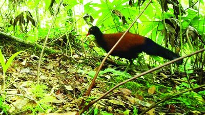 طيور نادرة تظهر مجددًا بعد اختفائها منذ عام 1882