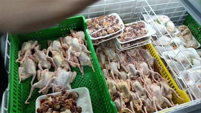 التحفظ على نصف طن لحوم مجهولة المصدر بها مرض الصفرا والحمى بالقليوبية 