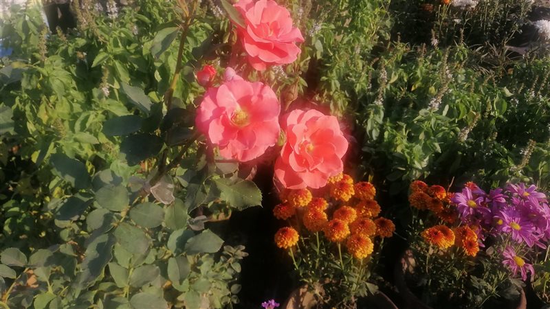 إقبال المواطنين على