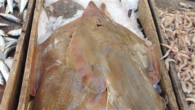 سمكة المحرات والجمبري التايجر.. أكلات بحرية مميزة في أسواق البحيرة | فيديو