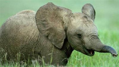 على غرار فيلم الملك المحارب.. العثور على فيل تائه في الصين | فيديو