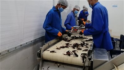 لأول مرة في الصعيد.. مراحل تجهيز الاستاكوزا النيلية قبل تصديرها لأوروبا وأمريكا | فيديو