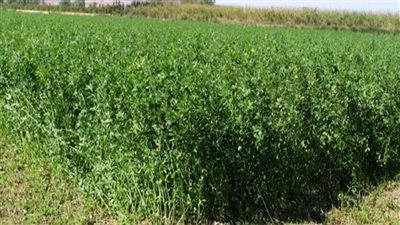 تفسير رؤية البرسيم في المنام وعلاقته بالمال الكثير والسعادة والفرج القريب