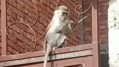 حكاية النسناس الشارد في الحي الراقي بالشيخ زايد 