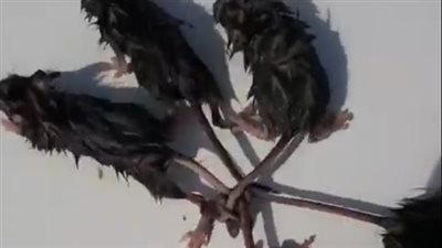 تشابكت ذيولها.. العثور على مجموعة فئران نادرة في روسيا|فيديو