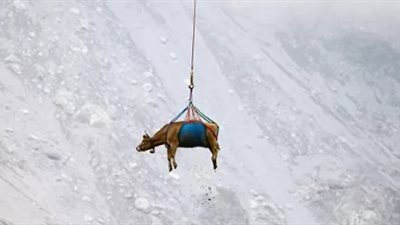 فيديو يرصد الأبقار الطائرة في الجو بسويسرا