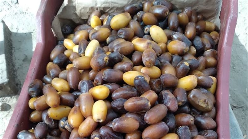 التمور 