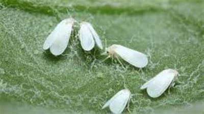 تفسير حلم الحشرات في المنام وعلاقته بالأعداء ووجود الكثير من الخصومات 