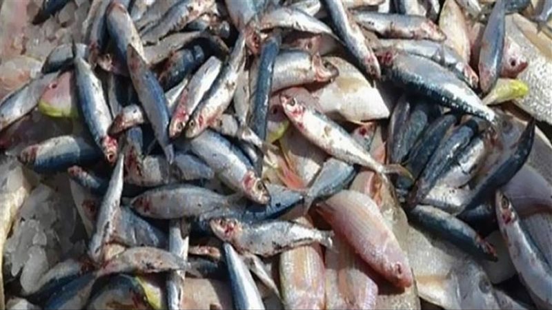 إعدام نصف طن أسماك