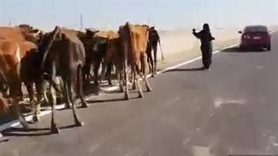قطيع من الأبقار يقطع الطريق الصحراوي الغربي ببني سويف | فيديو