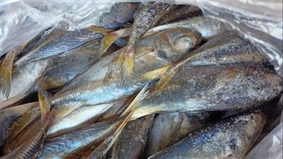 ضبط 2.5 طن أسماك مدخنة فاسدة داخل مصنع بالقاهرة