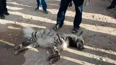 بعد عقره لـ4 حالات.. بيطرى المنوفية يكشف حقيقة قتل ضبع من سلالة نادرة