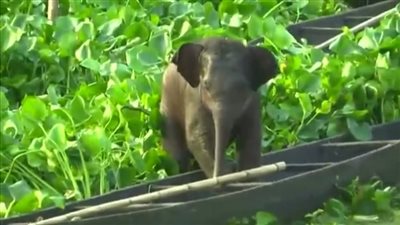 أغرب من الخيال.. عملية طبية معقدة لإنقاذ فيل مريض 