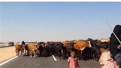 تعرف على عقوبة سير المواشي على الطريق الدولي ببني سويف | فيديو