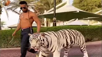 فيديو جديد لمحمد رمضان بصحبة نمر بحديقة منزله.. ويعلق: لا أسمع نباح الكلاب | فيديو