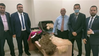 قادمة من لبنان.. إحباط محاولة تهريب 55 كيلو شعر طبيعي بحوزة راكبة بمطار القاهرة
