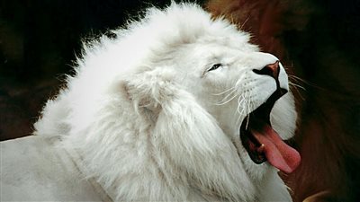 «قانون البيئة» يحظر صيد أو قتل أو إمساك الطيور المهددة بالانقراض