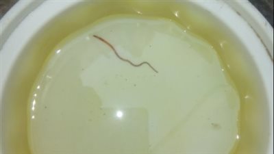 كورونا السبب.. محافظة الأقصر تكشف سر انتشار ديدان بمياه الشرب بقرية المدامود 