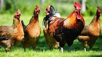 وباء خطير على الأبواب.. خبير أمريكي يحذر من تربية الدجاج بالمنزل