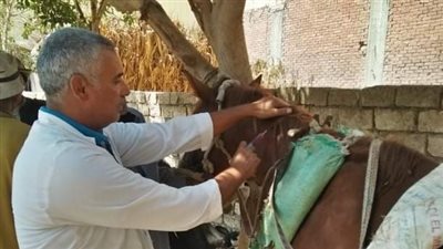 قافلة بيطرية لجامعة الزقازيق بقرية تل مسمار بالزقازيق