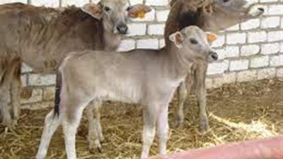 بعد أزمة تغير المناخ.. تعرف على تغطيات وثائق التأمين الزراعي والحالات المستثناة