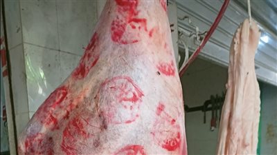 ضبط 115 كيلو لحوم مذبوحة خارج المجازر الحكومية بالإسماعيلية | صور
