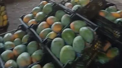 انخفاض المانجو.. أسعار الخضروات والفاكهة في سوق الجملة بالمنصورة|فيديو