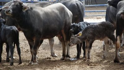 الزراعة: لا يوجد جاموس إيطالي ضمن مشروع البتلو 