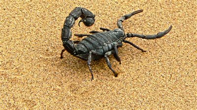 تفسير رؤية العقرب في المنام وعلاقته بالنكد والميراث الحرام 