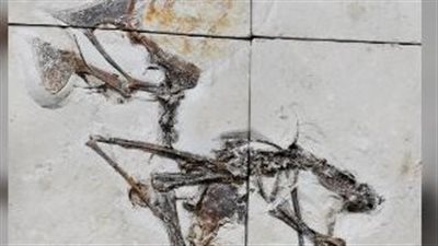 العثور على مخلوق 