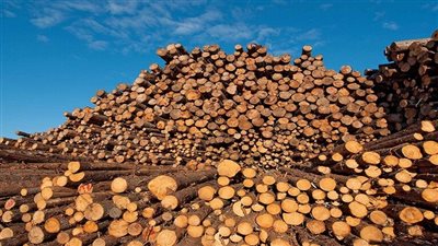 بسبب أزمة الكهرباء.. أوكرانيا تحظر تصدير حطب التدفئة