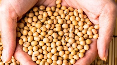 أخبار الاقتصاد اليوم: 1500 جنيه زيادة في سعر فول الصويا.. وأسباب ضعف المبيعات في الجمعة البيضاء