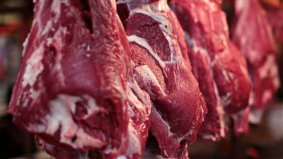  أسعار وأماكن طرح أول شحنة لحوم تشادية في الأسواق (فيديو)