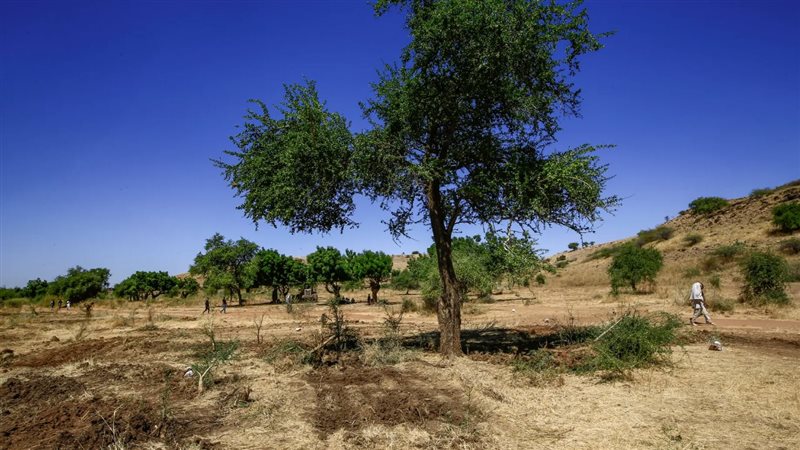 الغطاء الشجري 