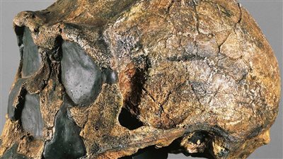 نوع غامض من الجنس البشري يثير شغف الباحثين