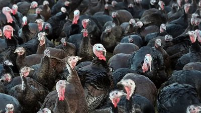 قبل عيد الميلاد.. إنفلونزا الطيور تفتك بنصف الديوك الرومية بمزارع بريطانيا