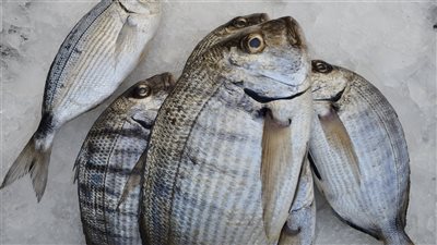 انخفاض أسعار السمك البلطي والبوري في الأسواق اليوم