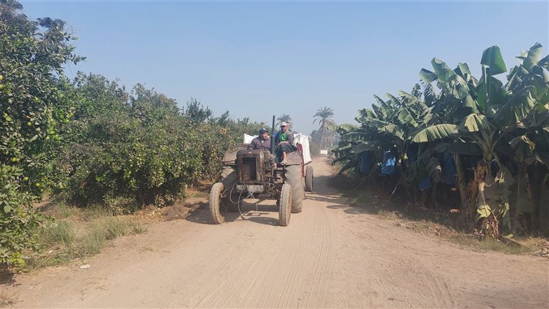 محصول البرتقال بالقليوبية
