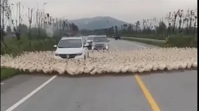 بعد ظاهرة الأغنام الغريبة.. بط يسير في شكل دائري | فيديو