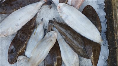 يحمي من الزهايمر.. بدء موسم سمك موسى في البحيرة | فيديو وصور 