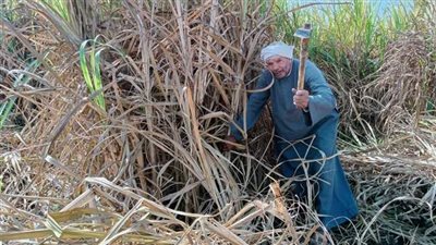 محصول القصب في خطر.. ارتفاع تكلفة الإنتاج وإيجار الأراضي “أبرز الأزمات”.. وانخفاض سعر التوريد يزيد هموم الفلاحين 