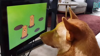 شركة بهونج كونج تطور ألعاب فيديو لتعزيز القدرات العقلية للكلاب المسنة