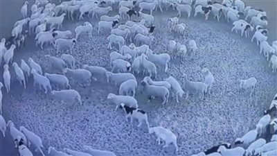 بعد دوران الحيوانات.. فاروق الباز يكشف حقيقة وجود تغيير في المجال المغناطيسي للأرض | فيديو