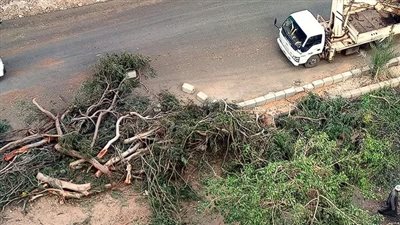 منير عبد النور عن إزالة الأشجار بالزمالك لإقامة جراج: اعتداء وتشويه للبيئة والطبيعة | فيديو