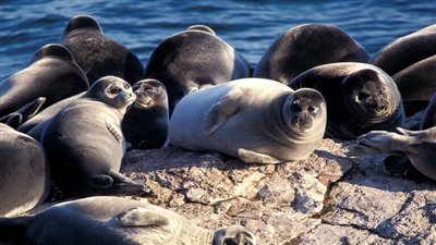 برلماني روسي يتهم المختبرات الأمريكية بالتورط في النفوق الجماعي للفقمات ببحر قزوين