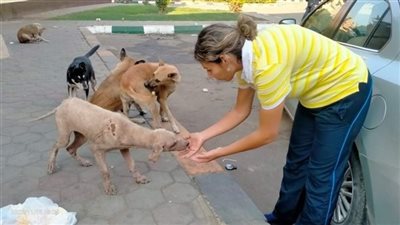 حملة موسعة لتطعيم كلاب الشوارع بـ