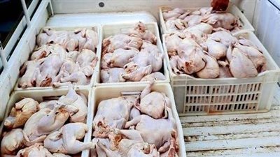 ضبط 7 أطنان دواجن ولحوم فاسدة داخل معرض ومجزر فى القليوبية